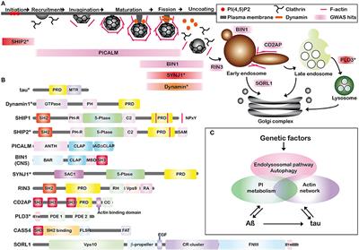 Alzheimer's Disease: Tau Pathology and Dysfunction of Endocytosis